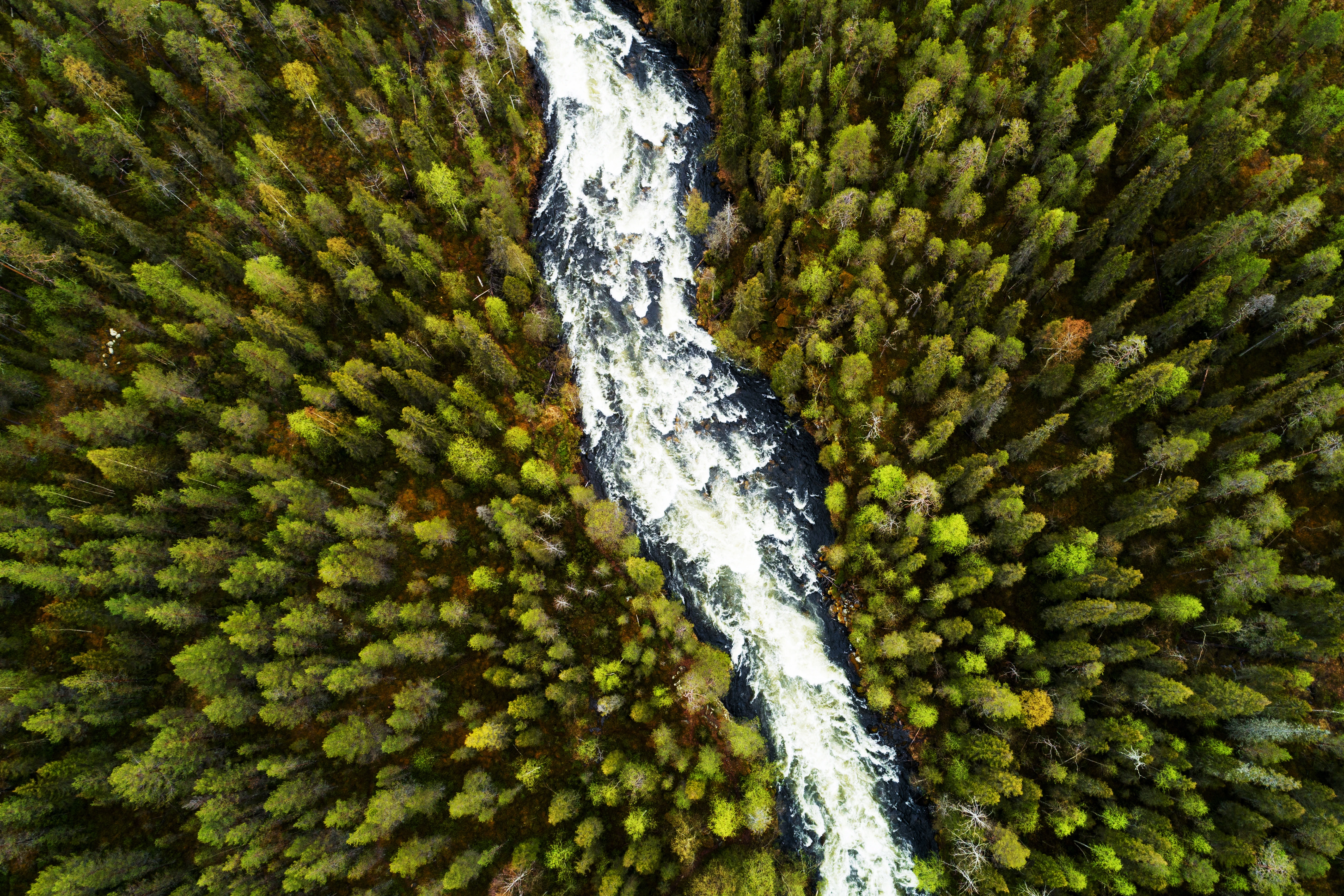 Ein Fluss, der durch einen dichten grünen Wald fließt, aus der Vogelperspektive fotografiert